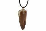 Real Spinosaurus Tooth Necklace - Dinosaur Tooth #96072-1